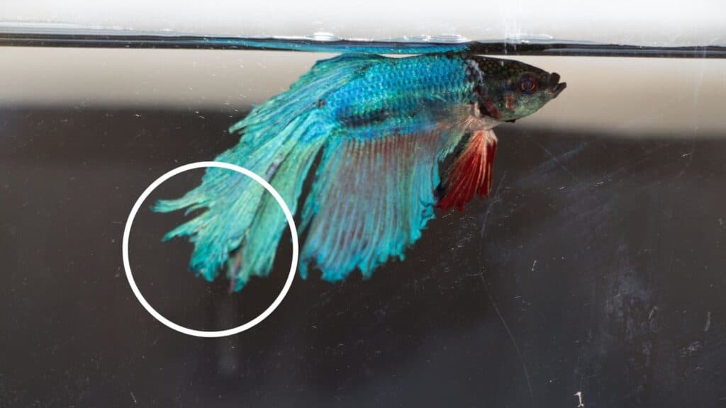 uszorothadas-betta