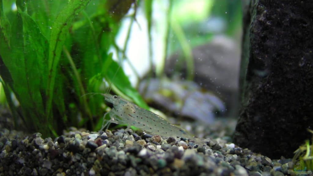 garnelarak-akvarium