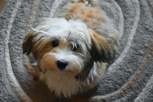 bichon-havanese