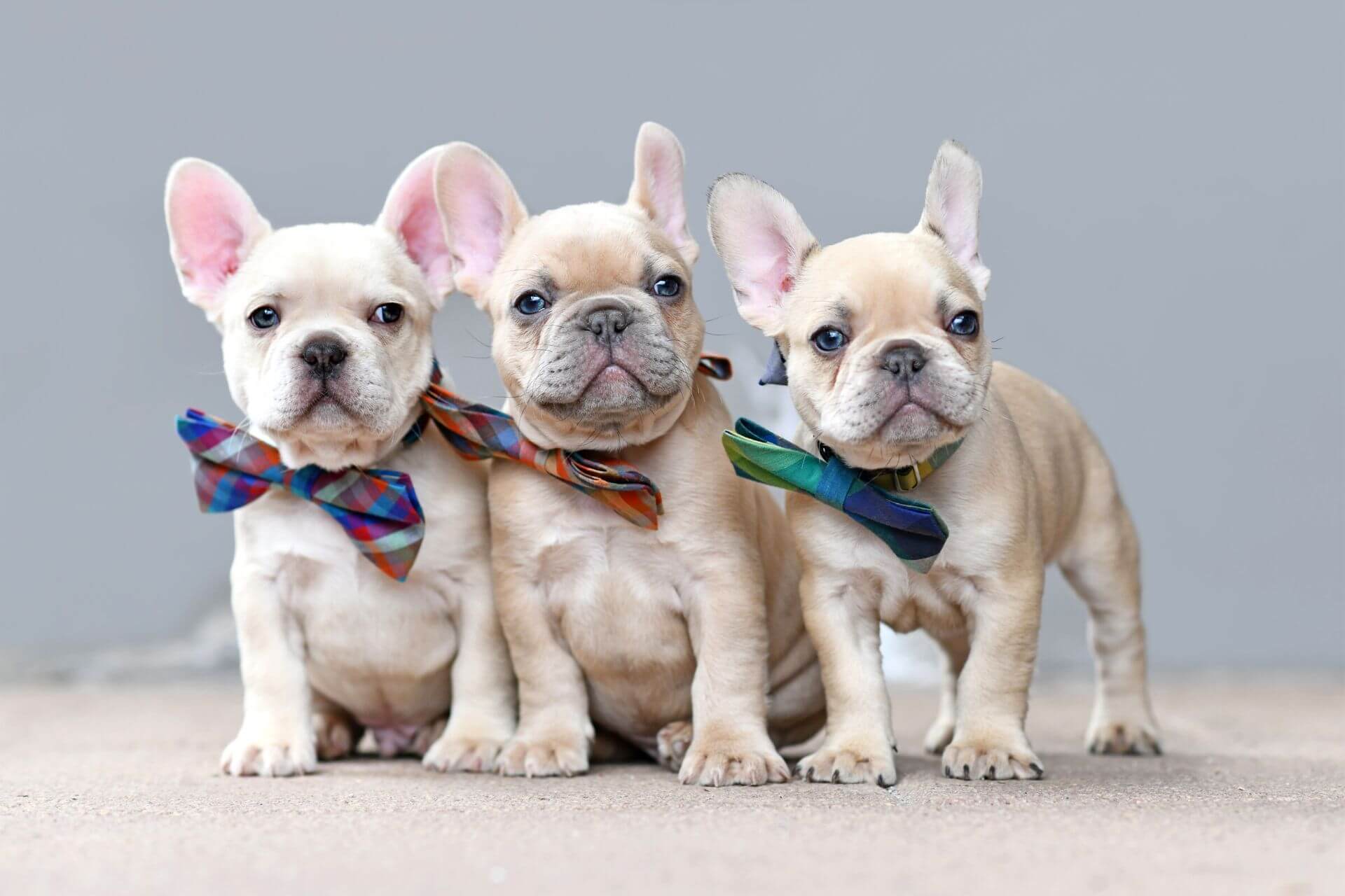 A francia bulldog – a röfögő, horkoló kedvenc