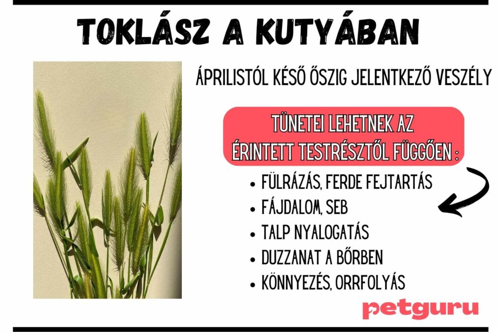 toklasz-jelei