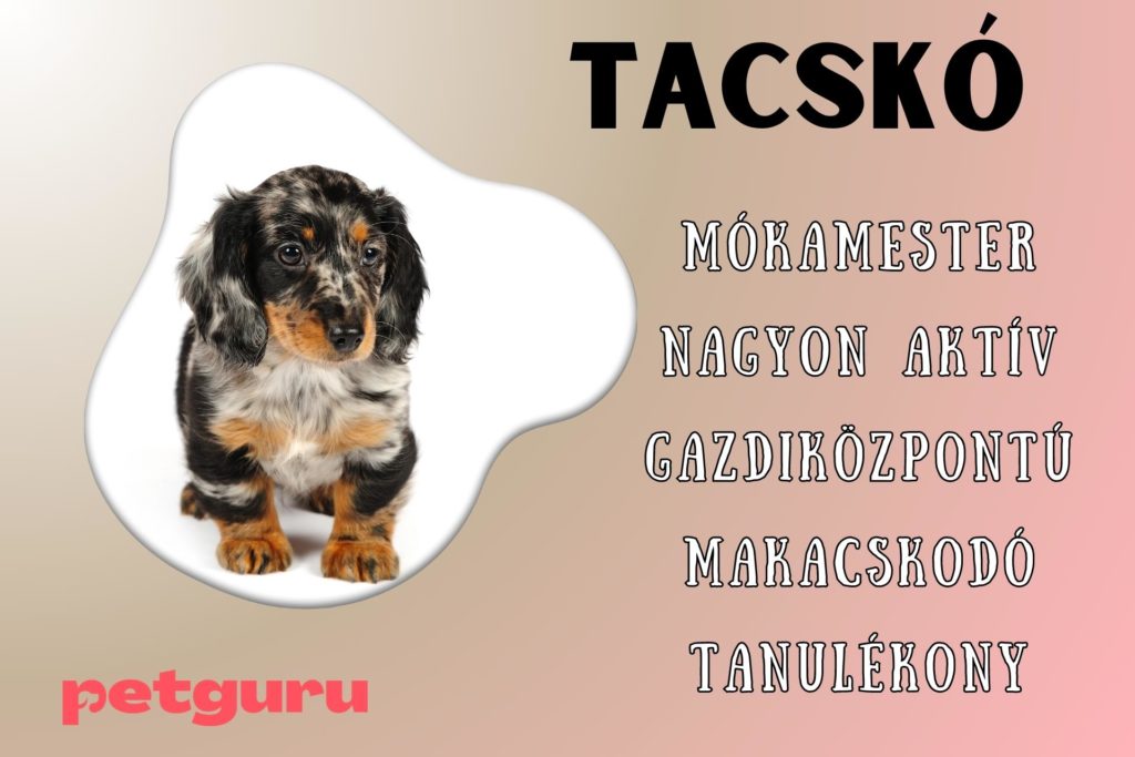 torpe-tacsko