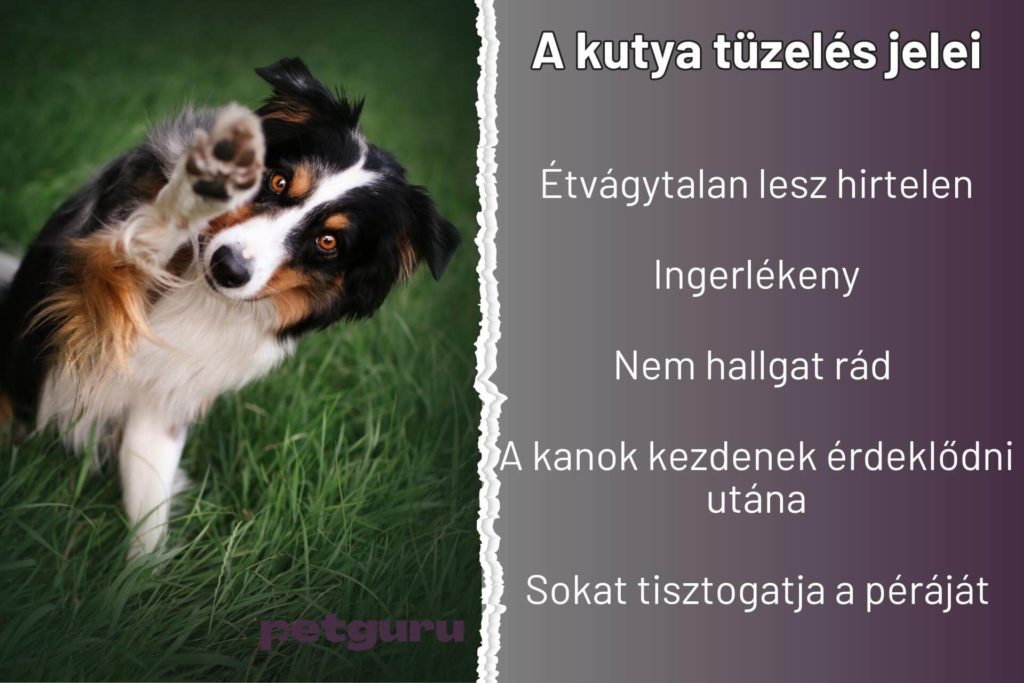 kutya-tuzeles-jelei