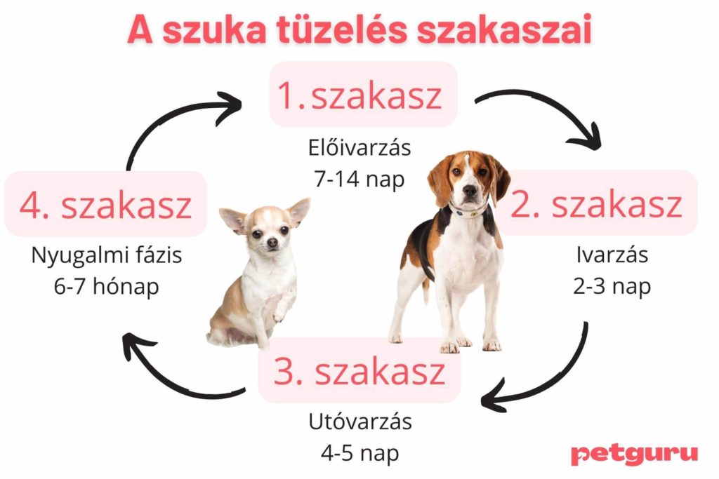 kutya-tuzeles-szakaszai