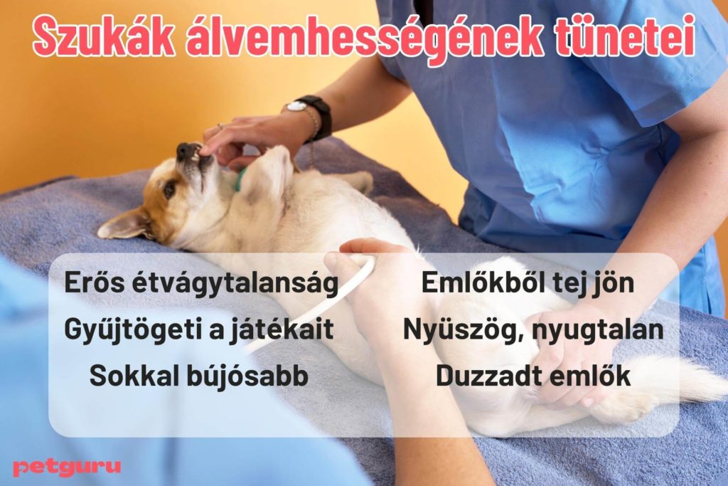 meddig-tuzel-a-szuka-kutya