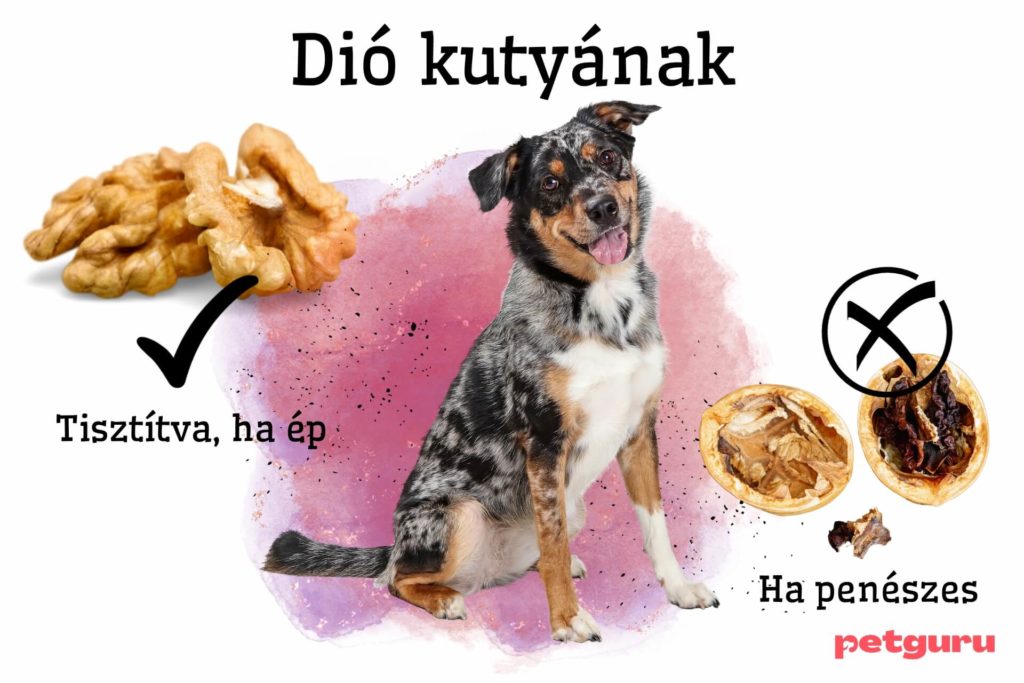 dio-kutyanak