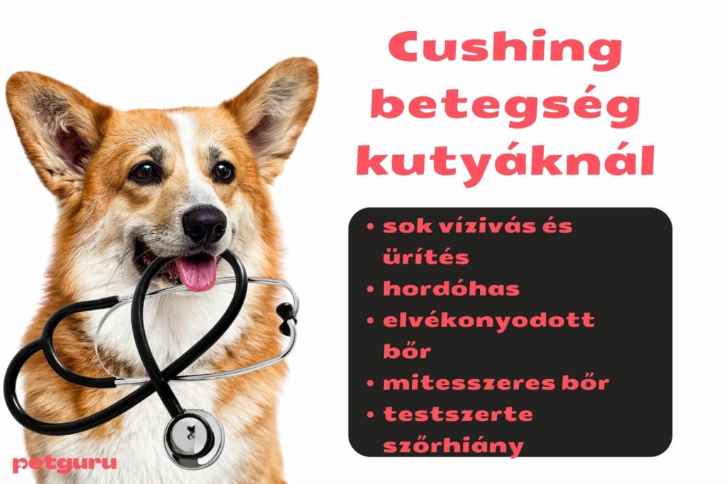 fekete-pottyok-a-kutya-hasan