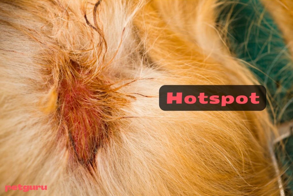 hotspot-kutya-kezelese