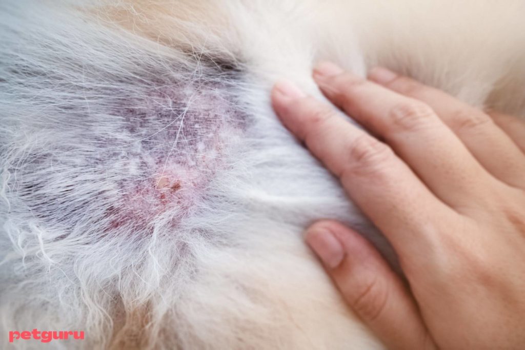 kutya-alopecia