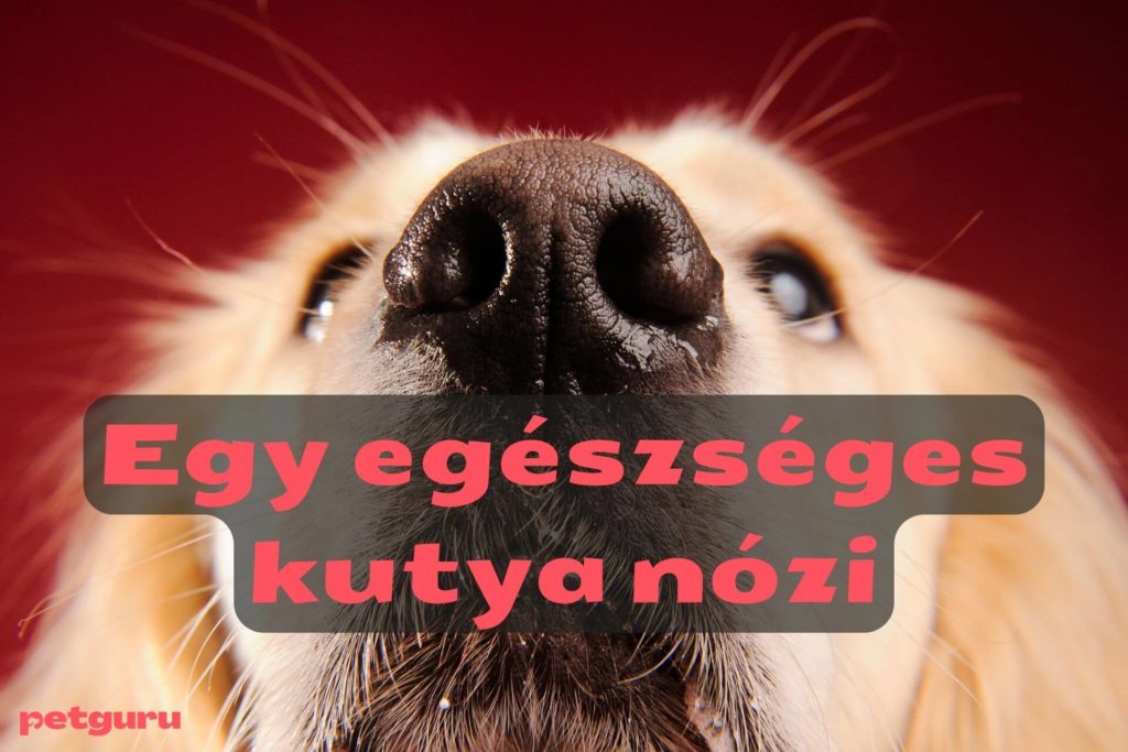 kutya-alopecia