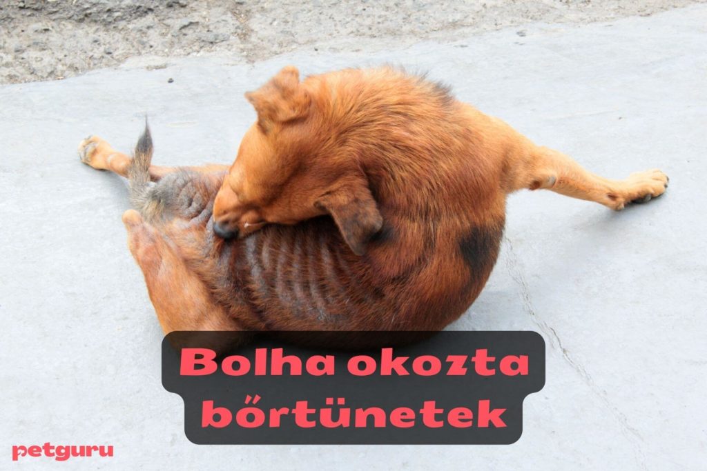 kutya-bolha-allergia