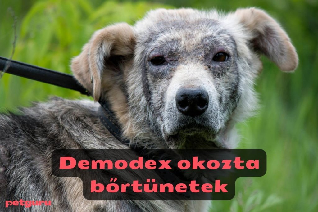 kutya-borbetegsegek-atka