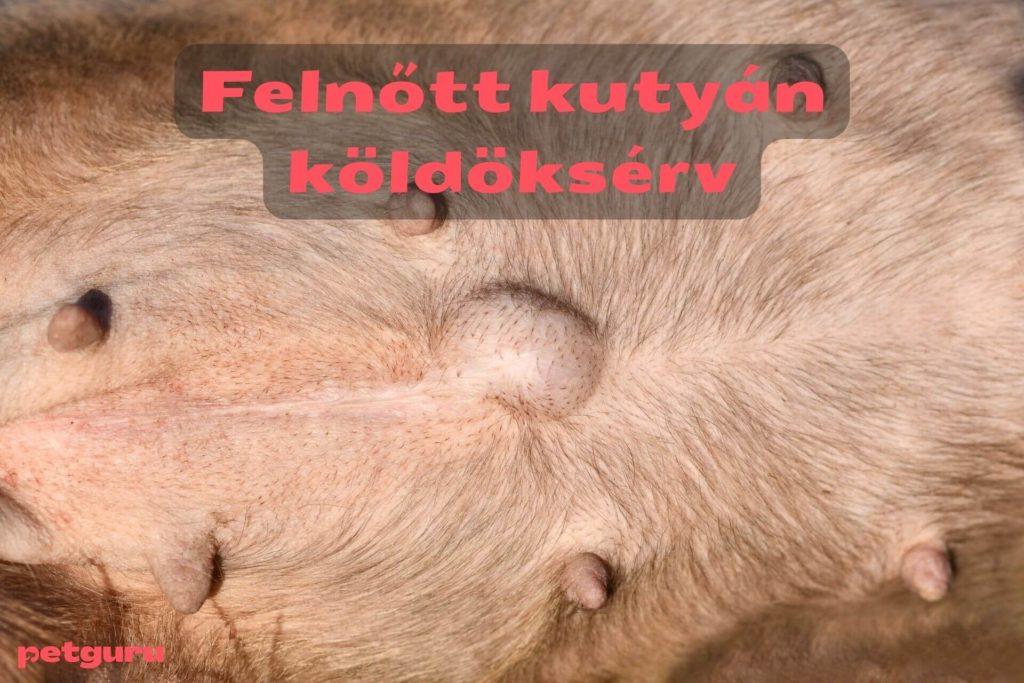kutya-sebes-bor