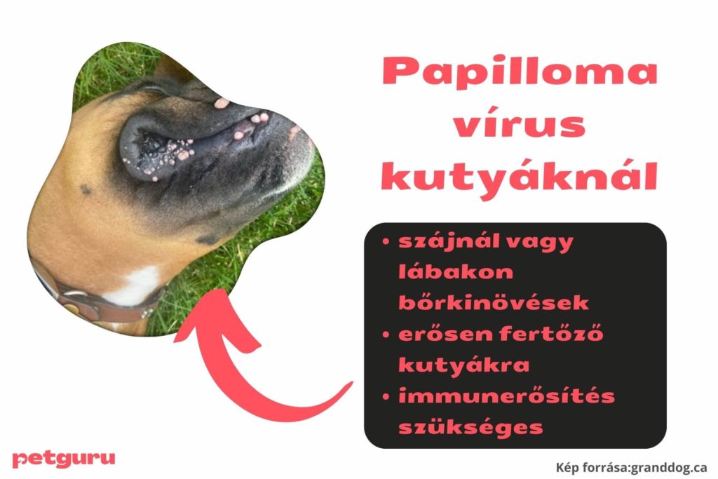 kutya-szaj-seb