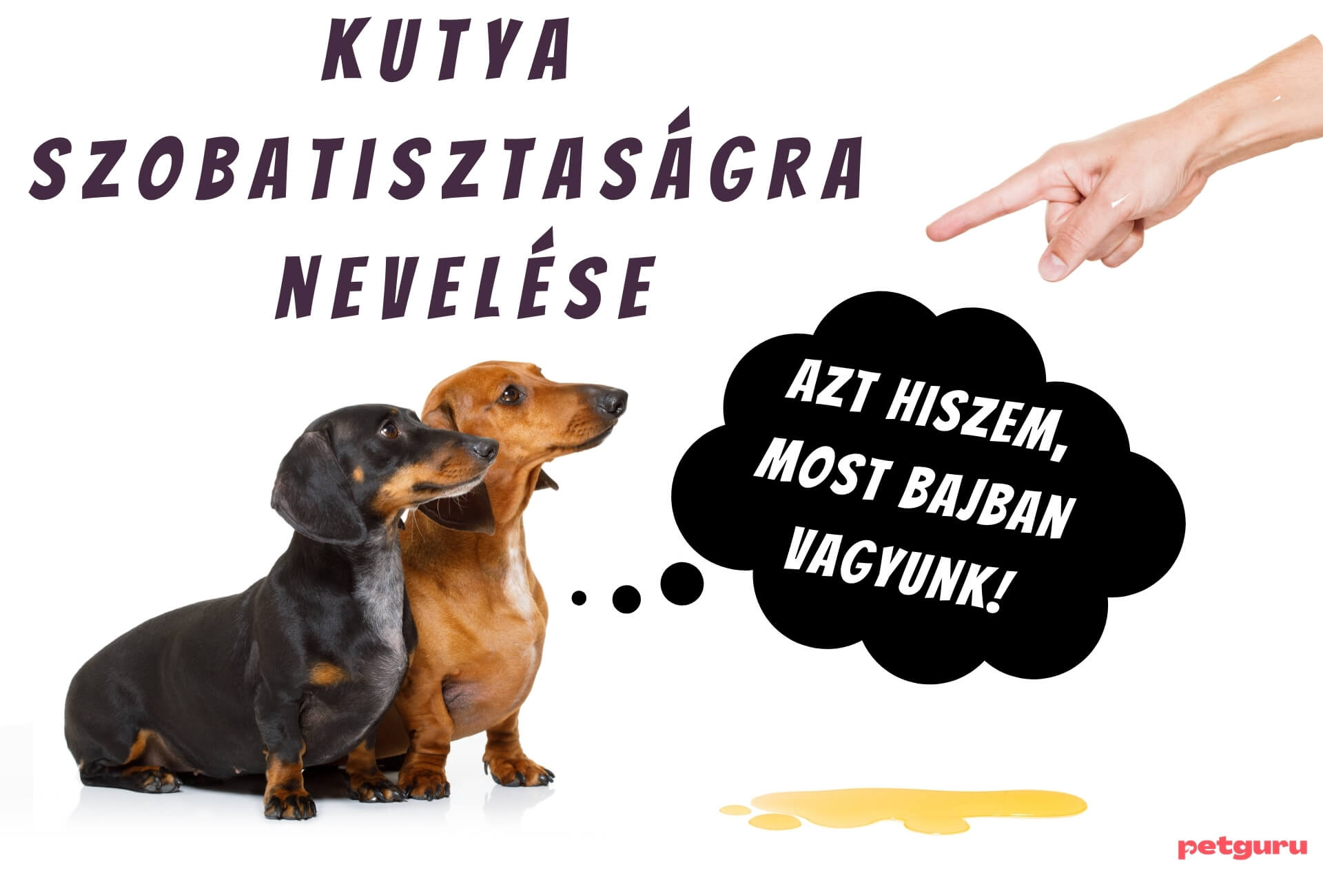 Kutya szobatisztaságra nevelés – adunk ehhez tippeket!