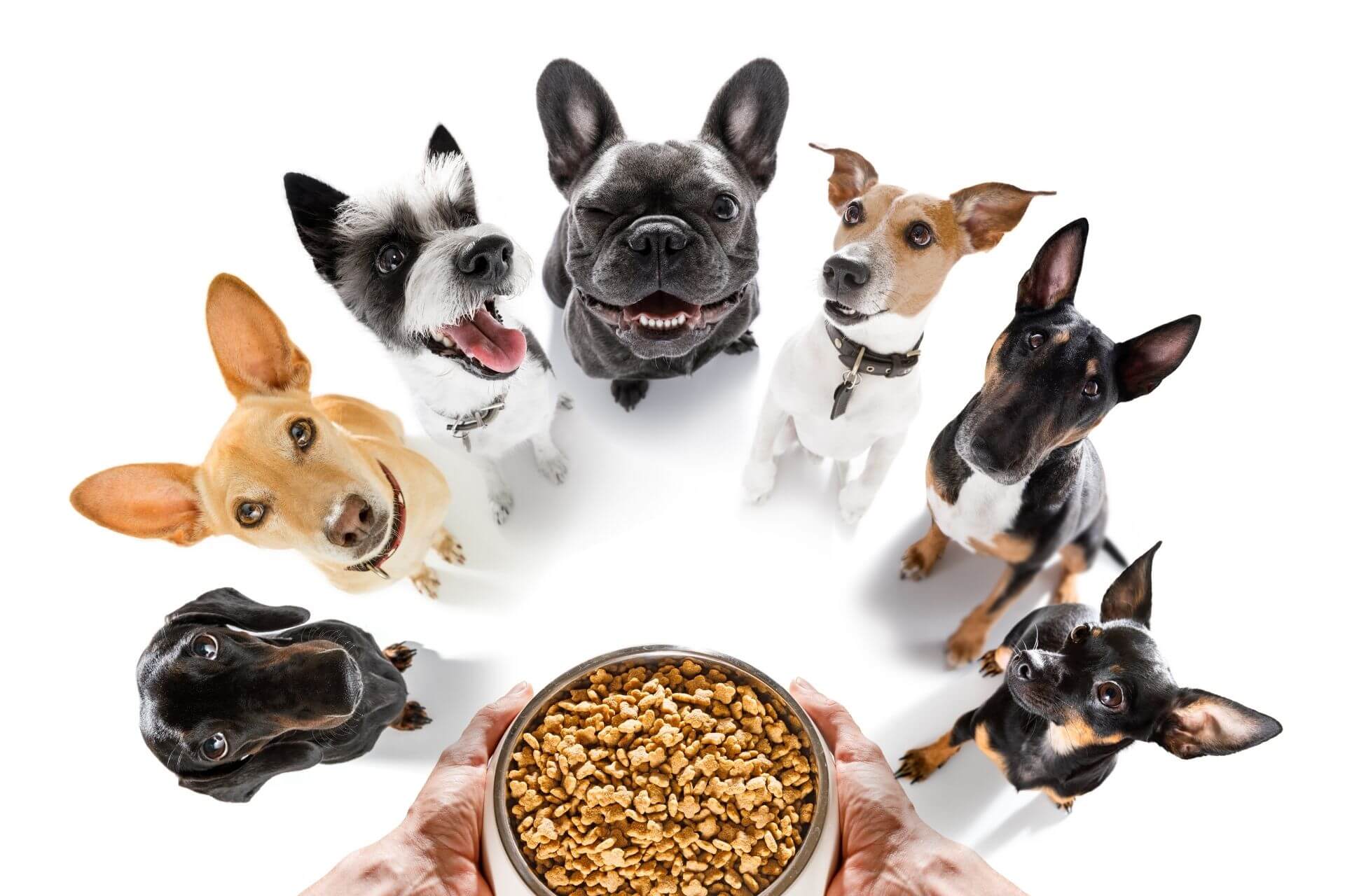 A legjobb kutyatáp teszt a Petguru állatbolondjai szerint