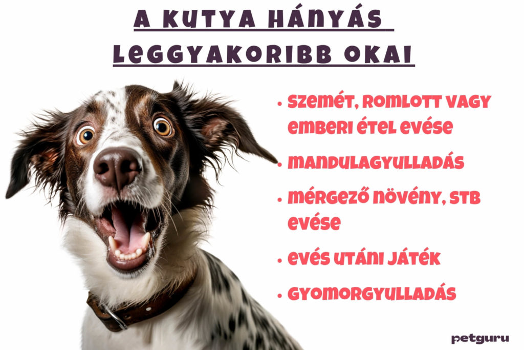 miert-hany-a-kutya