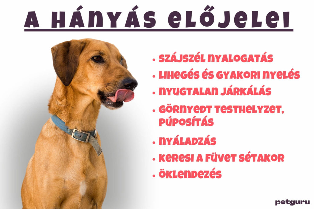 mitol-hany-a-kutya