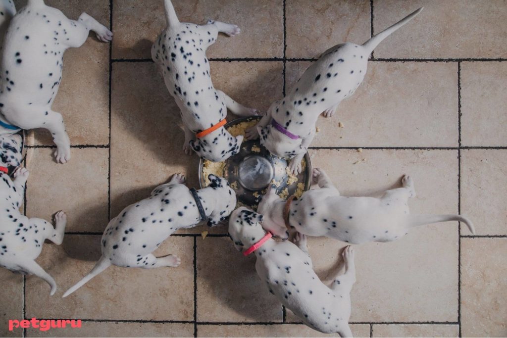 royal-canin-puppy-adagolasi-tablazat