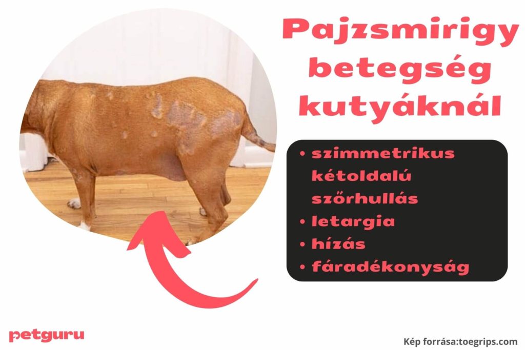 sebes-a-kutya-hata