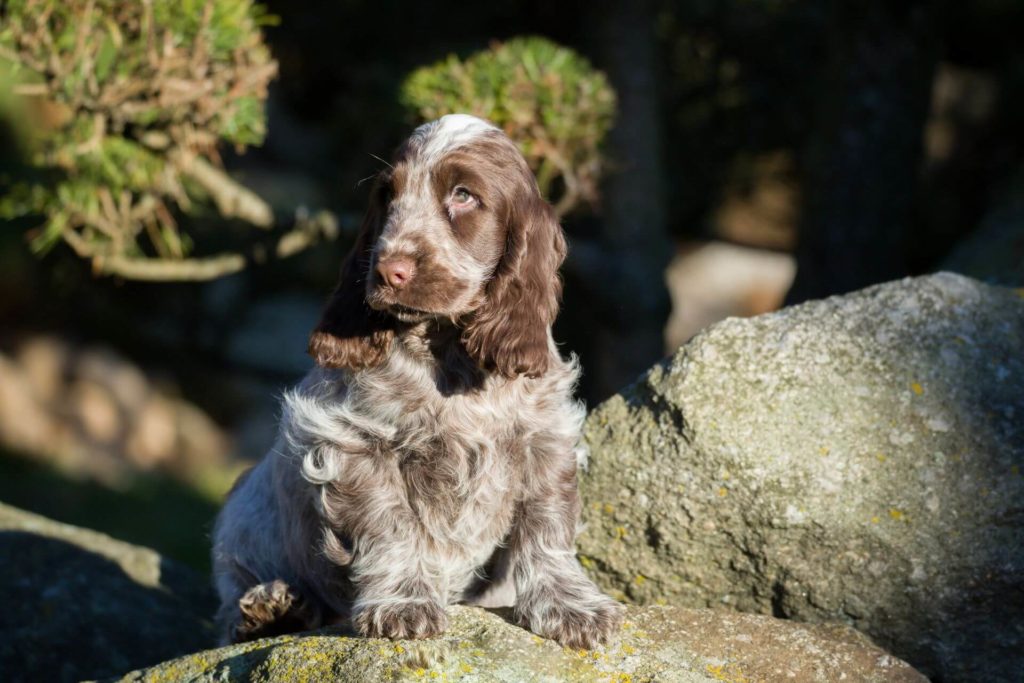 angol-spaniel