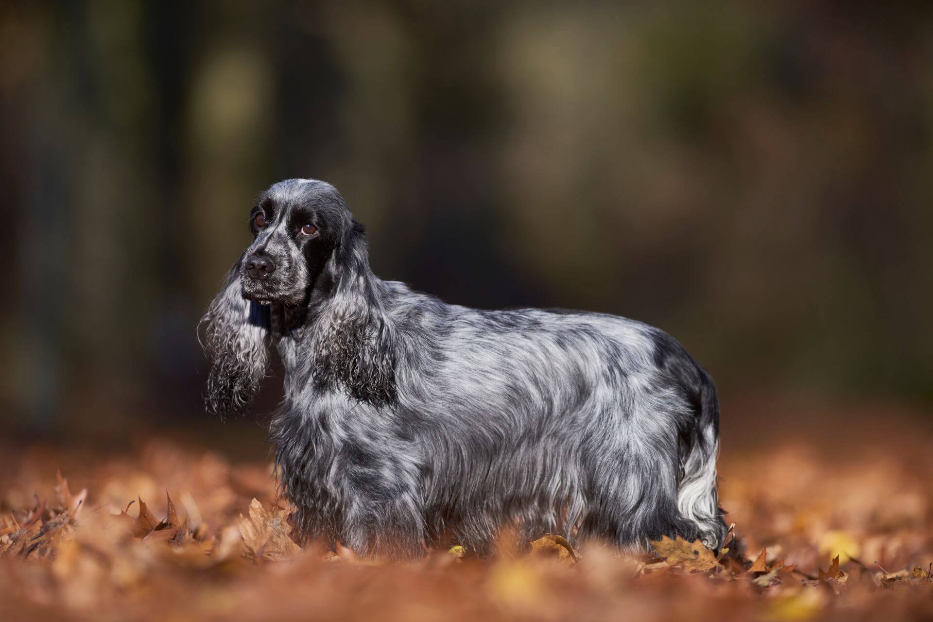 Angol cocker spániel- az okos, szeleburdi szépség