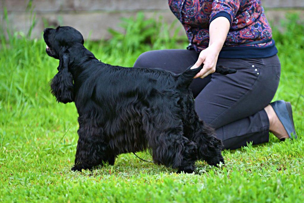 kokerspaniel