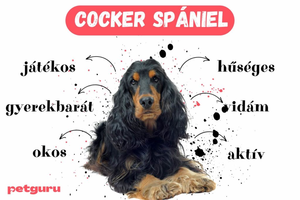 spaniel-fajtak-pg