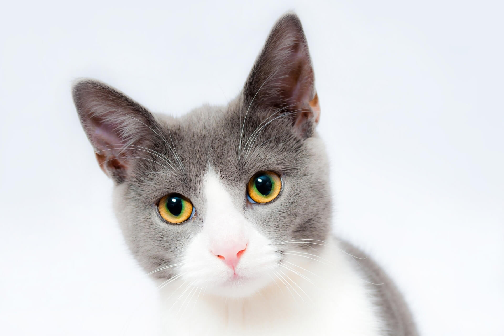 Fülatka macskáknál- Itt a Petguru kisokos újabb bejegyzése!