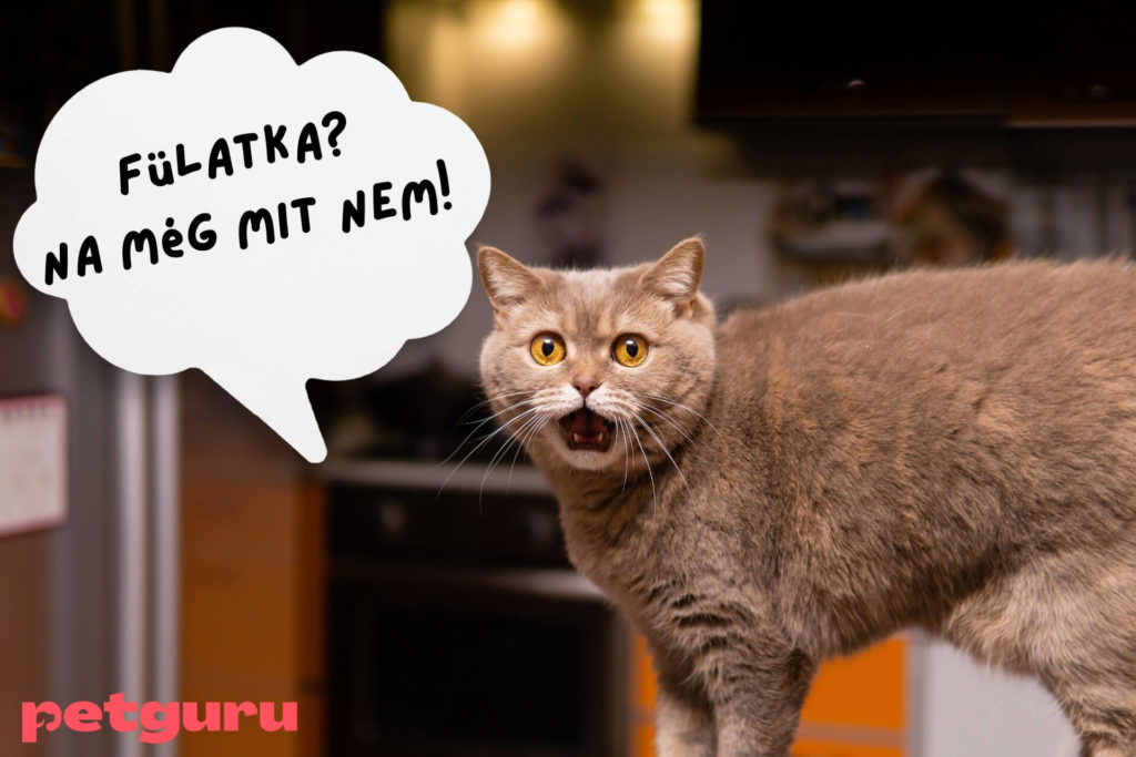 macska-fulatka-elleni-csepp