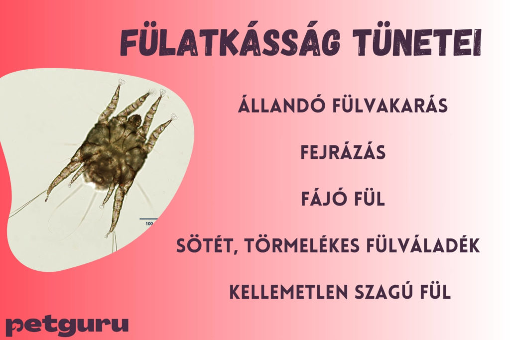macska-fulatka-tunetek