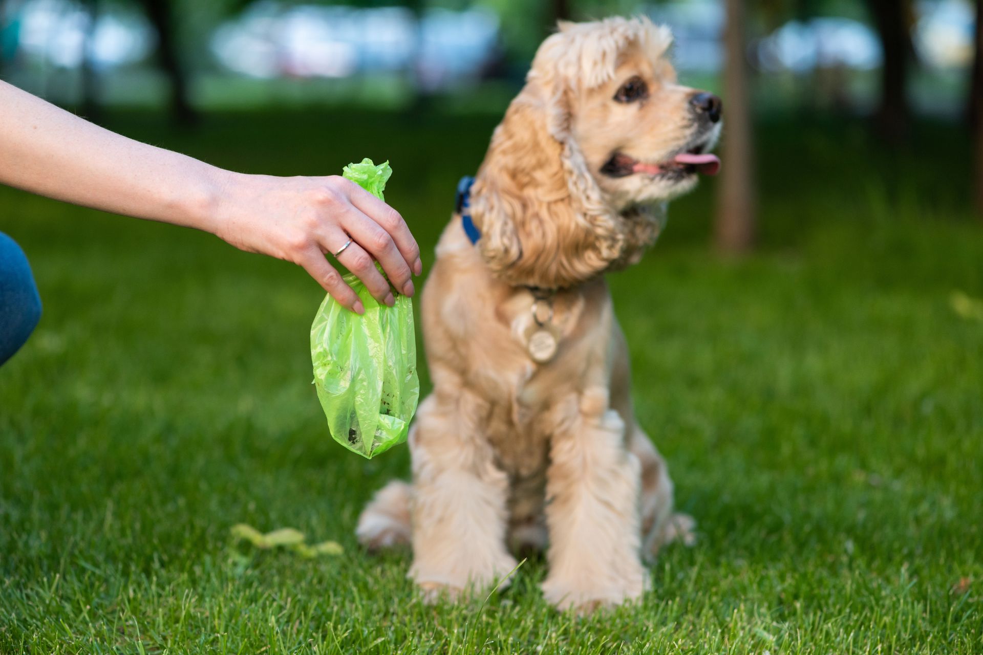 Kutya széklet – a Petguru kakilexikona